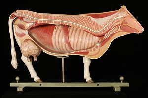 MODELE DE L'ANATOMIE DE LA VACHE, COUPE TRANSVERSALE, MUSEE FRAGONARD, ECOLE NATIONALE VETERINAIRE D'ALFORT, MAISONS-ALFORT, VAL-DE-MARNE (94), FRANCE 