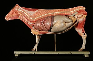 MODELE DE L'ANATOMIE DE LA VACHE, LES VISCERES, MUSEE FRAGONARD, ECOLE NATIONALE VETERINAIRE D'ALFORT, MAISONS-ALFORT, VAL-DE-MARNE (94), FRANCE 