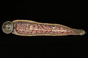 MODELE DE L'ANATOMIE DE LA SANGSUE PAR AUZOUX EN PAPIER MACHE, MUSEE FRAGONARD, ECOLE NATIONALE VETERINAIRE D'ALFORT, MAISONS-ALFORT, VAL-DE-MARNE (94), FRANCE 