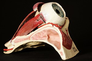 MODELE D'OEIL PAR AUZOUX EN PAPIER MACHE, MUSEE FRAGONARD, ECOLE NATIONALE VETERINAIRE D'ALFORT, MAISONS-ALFORT, VAL-DE-MARNE (94), FRANCE 