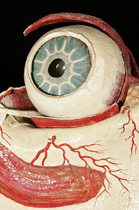 MODELE D'OEIL PAR AUZOUX EN PAPIER MACHE, MUSEE FRAGONARD, ECOLE NATIONALE VETERINAIRE D'ALFORT, MAISONS-ALFORT, VAL-DE-MARNE (94), FRANCE 