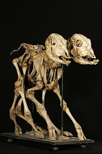 SQUELETTE D'UN VEAU A DEUX TETES, MUSEE FRAGONARD, ECOLE NATIONALE VETERINAIRE D'ALFORT, MAISONS-ALFORT, VAL-DE-MARNE (94), FRANCE 