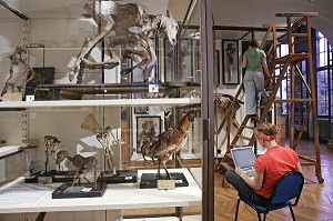 SCENE D'INVENTAIRE AU MUSEE, UNE FOIS PAR SIECLE, TOUTES LES PIECES SONT REPERTORIEES, MUSEE FRAGONARD, ECOLE NATIONALE VETERINAIRE D'ALFORT, MAISONS-ALFORT, VAL-DE-MARNE (94), FRANCE 