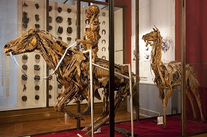 LE CAVALIER DE L'APOCALYPSE SUR SON CHEVAL ET LE LAMA, VITRINE DES ECORCHES DE HONORE FRAGONARD, FIN XVIII EME, MUSEE FRAGONARD, ECOLE NATIONALE VETERINAIRE D’ALFORT, MAISONS-ALFORT, VAL-DE-MARNE (94), FRANCE 