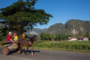 PAYSANS SE RENDANT EN VILLE DANS UNE CHARRETTE TIREE PAR UN CHEVAL, PAYSAGE DE MOGOTES (BUTTES MONTAGNEUSES CALCAIRES), VALLEE DE VINALES, CLASSEE AU PATRIMOINE MONDIAL DE L’HUMANITE PAR L’UNESCO, CUBA, CARAIBES 