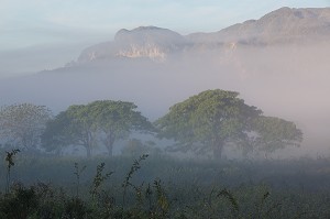 PAYSAGE DE MOGOTES (BUTTES MONTAGNEUSES CALCAIRES) DANS LA BRUME DU MATIN, VALLEE DE VINALES, CLASSEE AU PATRIMOINE MONDIAL DE L’HUMANITE PAR L’UNESCO, CUBA, CARAIBES 