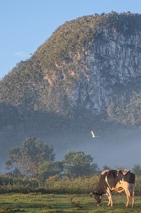 VACHE CUBAINE DANS LA BRUME DU MATIN, PAYSAGE AGRICOLE AU PIED DES MOGOTES (BUTTES MONTAGNEUSES CALCAIRES), VALLEE DE VINALES, CLASSEE AU PATRIMOINE MONDIAL DE L’HUMANITE PAR L’UNESCO, CUBA, CARAIBES 