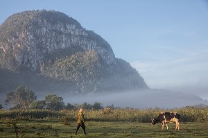 AGRICULTEUR ELEVEUR DE VACHES DANS LA BRUME DU MATIN, PAYSAGE AGRICOLE AU PIED DES MOGOTES (BUTTES MONTAGNEUSES CALCAIRES), VALLEE DE VINALES, CLASSEE AU PATRIMOINE MONDIAL DE L’HUMANITE PAR L’UNESCO, CUBA, CARAIBES 