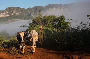 PAYSAN CUBAIN AVEC SON ATTELAGE DE BOEUFS POUR LE TRAVAIL AU CHAMP, PAYSAGE AGRICOLE AU PIED DES MOGOTES (BUTTES MONTAGNEUSES CALCAIRES), VALLEE DE VINALES, CLASSEE AU PATRIMOINE MONDIAL DE L’HUMANITE PAR L’UNESCO, CUBA, CARAIBES 