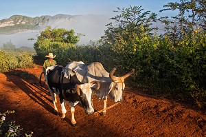 PAYSAN CUBAIN AVEC SON ATTELAGE DE BOEUFS POUR LE TRAVAIL AU CHAMP, PAYSAGE AGRICOLE AU PIED DES MOGOTES (BUTTES MONTAGNEUSES CALCAIRES), VALLEE DE VINALES, CLASSEE AU PATRIMOINE MONDIAL DE L’HUMANITE PAR L’UNESCO, CUBA, CARAIBES 