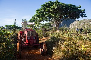 PETIT TRACTEUR DANS UN CHAMP, SIGNE DE RICHESSE, PAYSAGE AGRICOLE AU PIED DES MOGOTES (BUTTES MONTAGNEUSES CALCAIRES), VALLEE DE VINALES, CLASSEE AU PATRIMOINE MONDIAL DE L’HUMANITE PAR L’UNESCO, CUBA, CARAIBES 