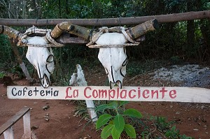 CRANES DE BOVINS POUR ACCUEILLIR LES CLIENTS DE LA CAFETERIA LA COMPLACIENTE, VALLEE DE VINALES, CLASSEE AU PATRIMOINE MONDIAL DE L’HUMANITE PAR L’UNESCO, CUBA, CARAIBES 