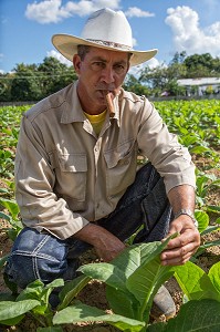 PRODUCTEUR CUBAIN DANS SA PLANTATION DE TABAC DESTINEE A LA FABRICATION DU CIGARE COHIBA (PURO), PINAR DEL RIO, CUBA, CARAIBES 