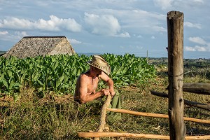 CUBAIN DANS SA PLANTATION, PRODUCTEUR DE TABAC POUR LA FABRICATION DES CIGARES COHIBA CUBAINS (PURO), VALLEE DE VINALES, CLASSEE AU PATRIMOINE MONDIAL DE L’HUMANITE PAR L’UNESCO, CUBA, CARAIBES 