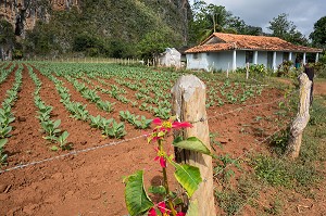 PLANTATION DE TABAC POUR LA FABRICATION DU CIGARE COHIBA CUBAIN (PURO) AU PIED DES MOGOTES (BUTTES MONTAGNEUSES CALCAIRES), VALLEE DE VINALES, CLASSEE AU PATRIMOINE MONDIAL DE L’HUMANITE PAR L’UNESCO, CUBA, CARAIBES 