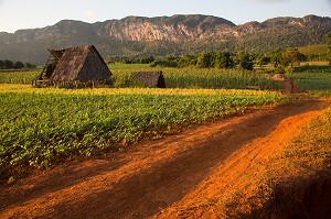 CABANE DE SECHAGE DE TABAC AU MILIEU DES CULTURES DE HARICOTS ET CANNE A SUCRE, PAYSAGE AGRICOLE AU PIED DES MOGOTES (BUTTES MONTAGNEUSES CALCAIRES), VALLEE DE VINALES, CLASSEE AU PATRIMOINE MONDIAL DE L’HUMANITE PAR L’UNESCO, CUBA, CARAIBES 