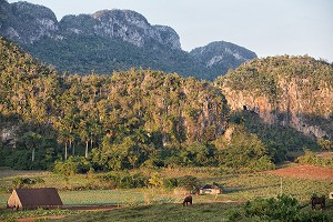 CABANE DE SECHAGE DE TABAC AU MILIEU DE LA PLANTATION, PAYSAGE AGRICOLE AU PIED DES MOGOTES, VALLEE DE VINALES, CLASSEE AU PATRIMOINE MONDIAL DE L’HUMANITE PAR L’UNESCO, CUBA, CARAIBES 