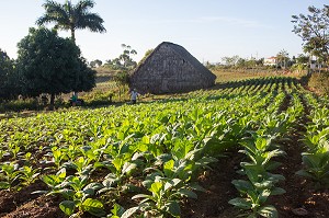 CABANE DE SECHAGE ET PLANTATION DE TABAC, PRODUCTION DESTINEE A LA FABRICATION DU CIGARES COHIBA CUBAIN (PURO), VALLEE DE VINALES, CLASSEE AU PATRIMOINE MONDIAL DE L’HUMANITE PAR L’UNESCO, CUBA, CARAIBES 