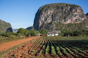 PLANTATION DE TABAC, PRODUCTION DESTINEE A LA FABRICATION DU CIGARES COHIBA CUBAIN (PURO), AU PIED DE MOGOTES (BUTTES MONTAGNEUSES CALCAIRES), VALLEE DE VINALES, CLASSEE AU PATRIMOINE MONDIAL DE L’HUMANITE PAR L’UNESCO, CUBA, CARAIBES 