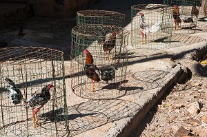 COQS DE COMBAT DANS DES CAGES, CUBA, CARAIBES 