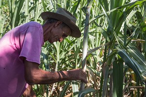 OUVRIER AGRICOLE DANS LA PLANTATION DE CANNE A SUCRE, CASA GUACHINANGO, ANCIENNE HACIENDA DU 18EME SIECLE, VALLEE DE LOS INGENIOS CLASSEE AU PATRIMOINE MONDIAL DE L’HUMANITE PAR L’UNESCO, CUBA, CARAIBES 