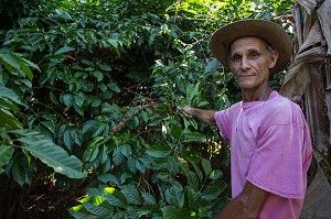 OUVRIER AGRICOLE DANS LA PLANTATION DE CAFE, CASA GUACHINANGO, ANCIENNE HACIENDA DU 18EME SIECLE, VALLEE DE LOS INGENIOS CLASSEE AU PATRIMOINE MONDIAL DE L’HUMANITE PAR L’UNESCO, CUBA, CARAIBES 