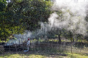 AMBIANCE PAYSANNE DANS LA FUMEE, VALLEE DE LOS INGENIOS (REGION DES ANCIENNES PLANTATIONS DE CANNE A SUCRE), CLASSEE AU PATRIMOINE MONDIAL DE L'HUMANITE PAR L'UNESCO, CUBA, CARAIBES 