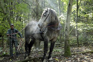 DEBARDAGE EN FORET AVEC UN CHEVAL PERCHERON, DOMAINE DU GRAND PRAINVILLE, SAINT-JEAN-PIERRE-FIXTE, EURE-ET-LOIR (28), FRANCE 