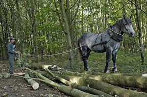DEBARDAGE EN FORET AVEC UN CHEVAL PERCHERON, DOMAINE DU GRAND PRAINVILLE, SAINT-JEAN-PIERRE-FIXTE, EURE-ET-LOIR (28), FRANCE 