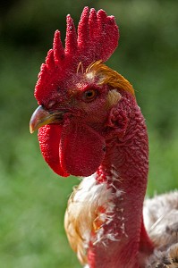 COQ AU COU NU, VU DE DOS, FRANCE
