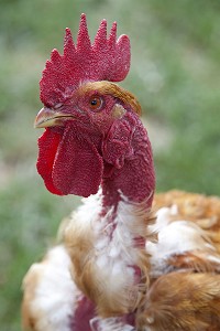 PORTRAIT DE COQ AU COU NU, FRANCE