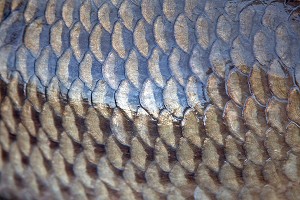 GROS PLAN SUR LES ECAILLES D'UNE CARPE COMMUNE, FRANCE 