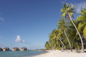 PLAGE, COCOTIERS ET BUNGALOWS SUR PILOTIS DE L'HOTEL TIKEHAU PEARL BEACH RESORT, ILE DE TIKEHAU, ARCHIPEL DES TUAMOTU, POLYNESIE FRANCAISE 