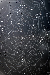 ROSEE MATINALE SUR UNE TOILE D'ARAIGNEE, BOURGOGNE, FRANCE 