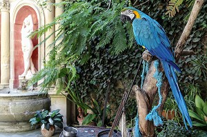 ARA BLEU, PERROQUET DU MARQUIS DE PIRO, CASA ROCCA PICCOLA, LA VALETTE, MALTE 
