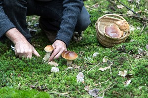 RAMASSAGE DES CEPES (CHAMPIGNONS) EN FORET DE CONCHES, RUGLES (27), FRANCE 