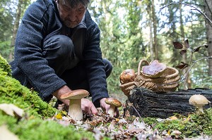 RAMASSAGE DES CEPES (CHAMPIGNONS) EN FORET DE CONCHES, RUGLES (27), FRANCE 