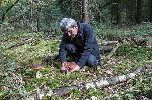 RAMASSAGE DES CEPES (CHAMPIGNONS) EN FORET DE CONCHES, RUGLES (27), FRANCE 