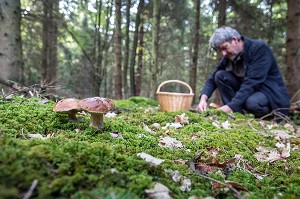 RAMASSAGE DES CEPES (CHAMPIGNONS) EN FORET DE CONCHES, RUGLES (27), FRANCE 