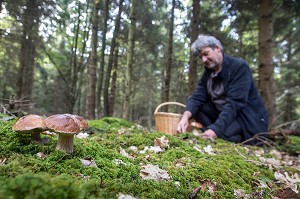 RAMASSAGE DES CEPES (CHAMPIGNONS) EN FORET DE CONCHES, RUGLES (27), FRANCE 