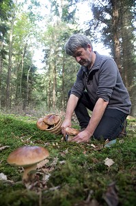 RAMASSAGE DES CEPES (CHAMPIGNONS) EN FORET DE CONCHES, RUGLES (27), FRANCE 