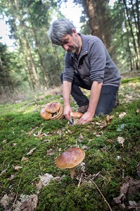 RAMASSAGE DES CEPES (CHAMPIGNONS) EN FORET DE CONCHES, RUGLES (27), FRANCE 