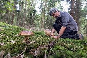 RAMASSAGE DES CEPES (CHAMPIGNONS) EN FORET DE CONCHES, RUGLES (27), FRANCE 