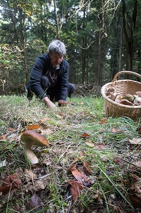 RAMASSAGE DES CEPES (CHAMPIGNONS) EN FORET DE CONCHES, RUGLES (27), FRANCE 