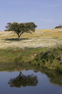 CHAMPS DE FLEURS PRES DE MONSARAZ, ALENTEJO, PORTUGAL 