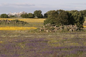 CHAMPS DE FLEURS PRES DE MONSARAZ, ALENTEJO, PORTUGAL 