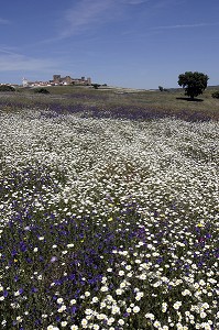 CHAMPS DE FLEURS DEVANT LE VILLAGE DE TERENA, ALENTEJO, PORTUGAL 