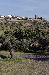 CHAMPS DE FLEURS PRES DE MONSARAZ, ALENTEJO, PORTUGAL 