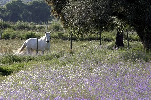 CHEVAL LISUTANIEN ET CHAMPS DE FLEURS PRES DE MONSARAZ, ALENTEJO, PORTUGAL 