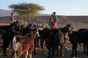 ENFANTS NOMADES GARDANT UN TROUPEAU DE CHEVRE, MAROC, MAGHREB, AFRIQUE 